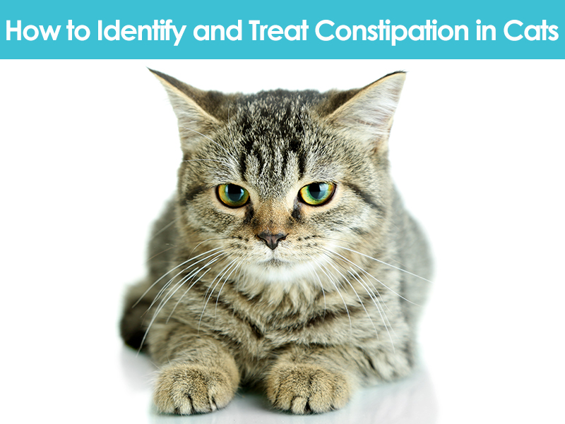 cat not eating constipation