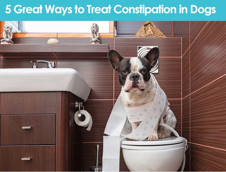 5 Great Ways to Treat Constipation in Dogs Allivet Pet Care Blog