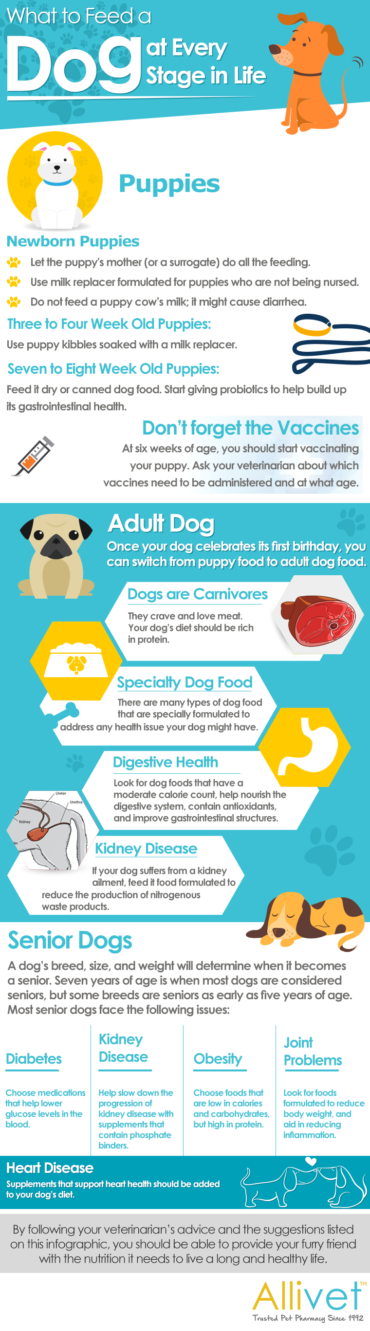 Dog Food Infographic