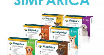 Simparica flea and tick protection for dogs