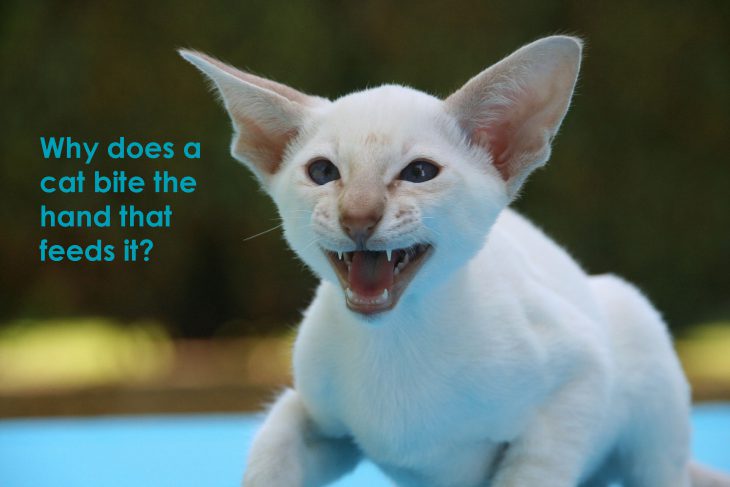 Why Does A Cat Bite The Hand That Feeds It Allivet Pet Care Blog