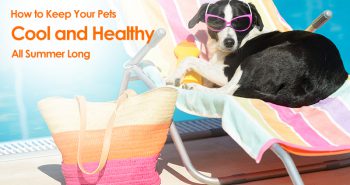 keep your pet cool and healthy all summer long