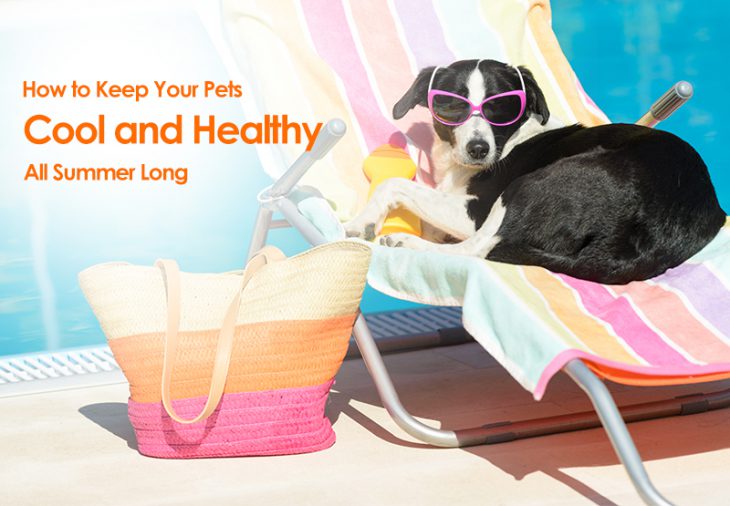 keep your pet cool and healthy all summer long