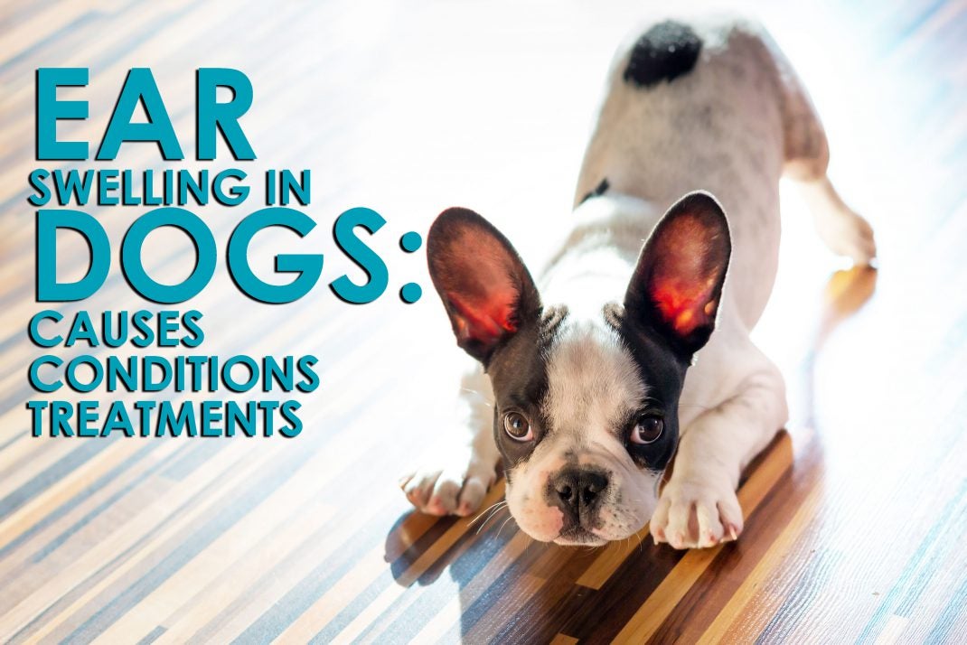 Dog swollen ear flap home treatment online