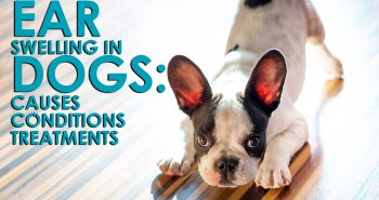 ear swelling in dogs