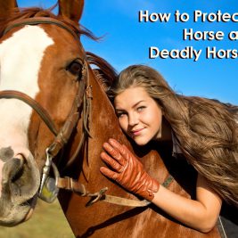 girl on horse How to Protect Your Horse against Deadly Horse Flies