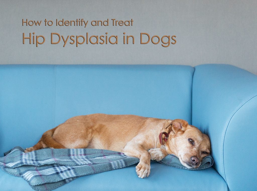 How to Identify and Treat Hip Dysplasia in Dogs Allivet Pet Care Blog