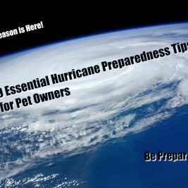 9 essential hurricane preparedness tips for pet owners