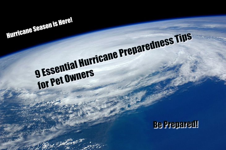 9 essential hurricane preparedness tips for pet owners