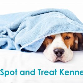 kennel cough_dog towel