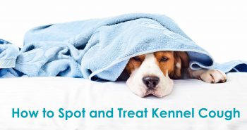 kennel cough_dog towel