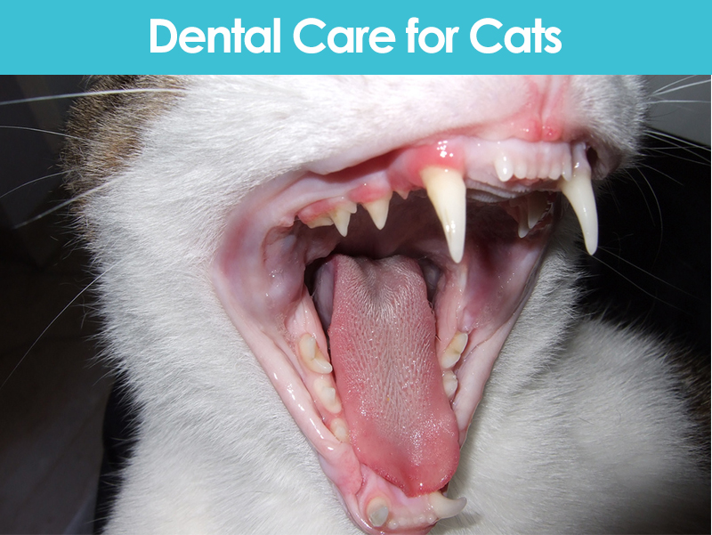 Regnfuld hybrid flydende Proper Dental Care for Cats - Allivet Pet Care Blog