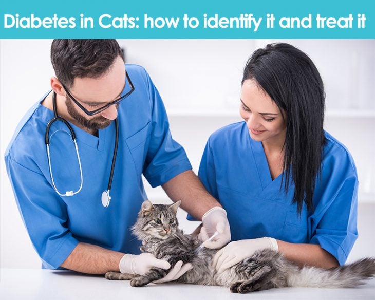 Diabetes in cats