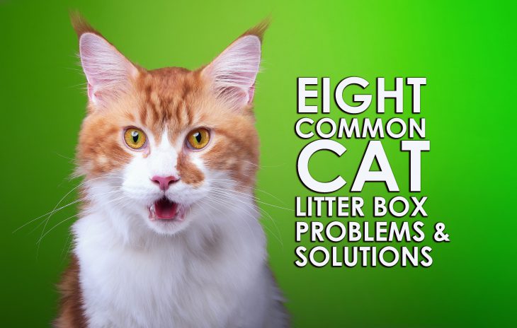 eight cat litter box problems and solutions
