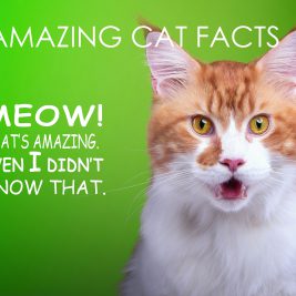 18 amazing cat facts