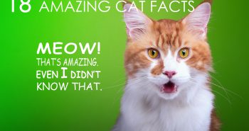18 amazing cat facts