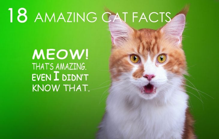 18 amazing cat facts