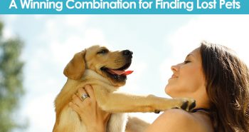 ID Tags and Microchips A Winning Combination for Finding Lost Pets