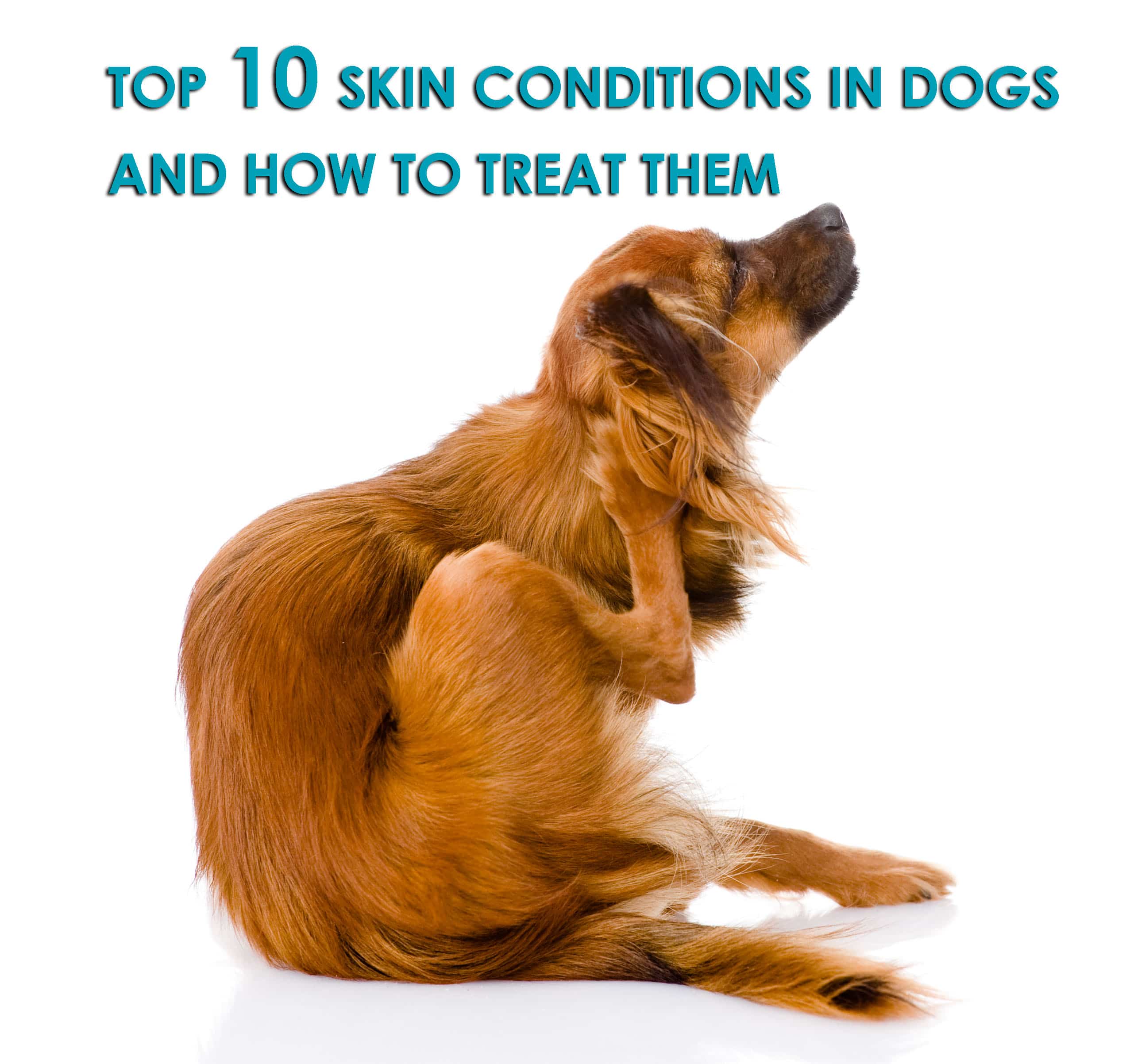 Top 10 Skin Conditions In Dogs And How To Treat Them Allivet Pet