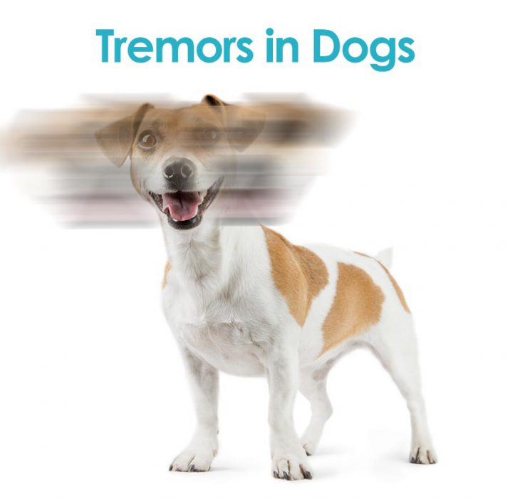 Tremors in Dogs: Does your dog have the shakes?