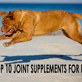top 10 joint supplements for dogs