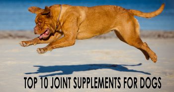 top 10 joint supplements for dogs