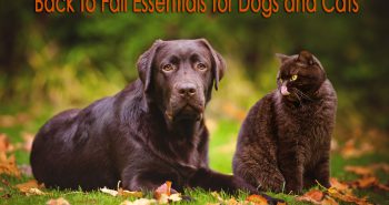 back to fall essentials for dogs and cats