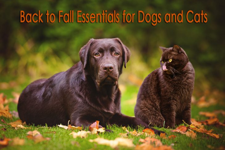 back to fall essentials for dogs and cats