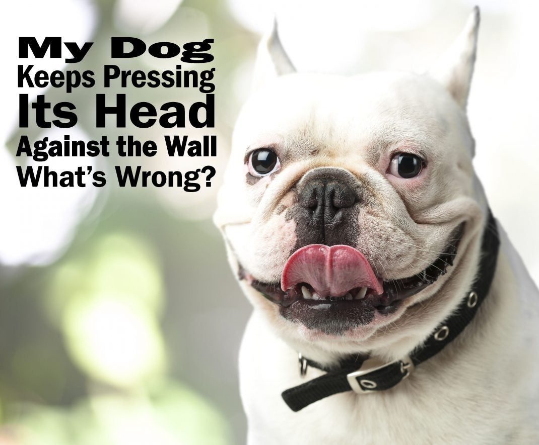 Head Pressing in Dogs Symptoms and Causes Allivet Pet Care Blog