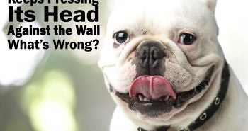 head pressing dogs french bulldo