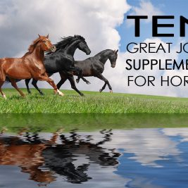 horse joint supplements horses running