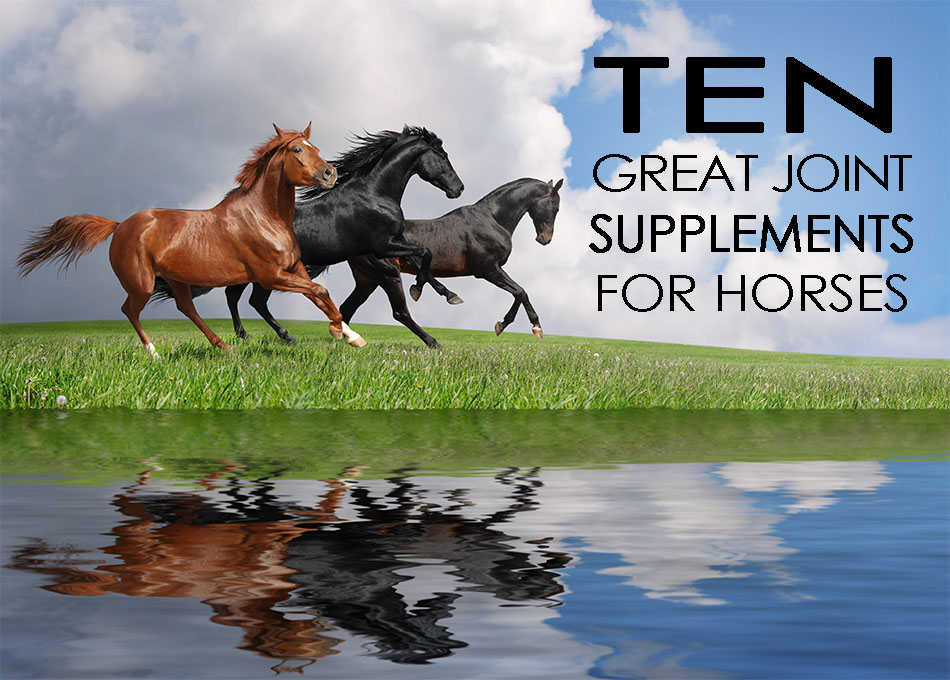 horse joint supplements horses running