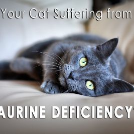 is your cat suffering from a taurine deficiency