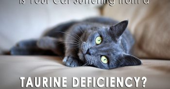 is your cat suffering from a taurine deficiency