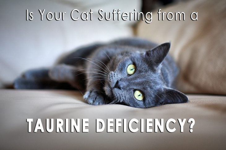 is your cat suffering from a taurine deficiency