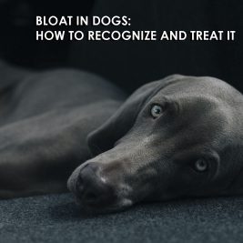bloat in dogs how to recognize and treat it