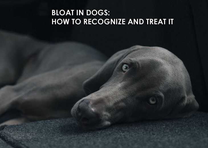 bloat in dogs how to recognize and treat it