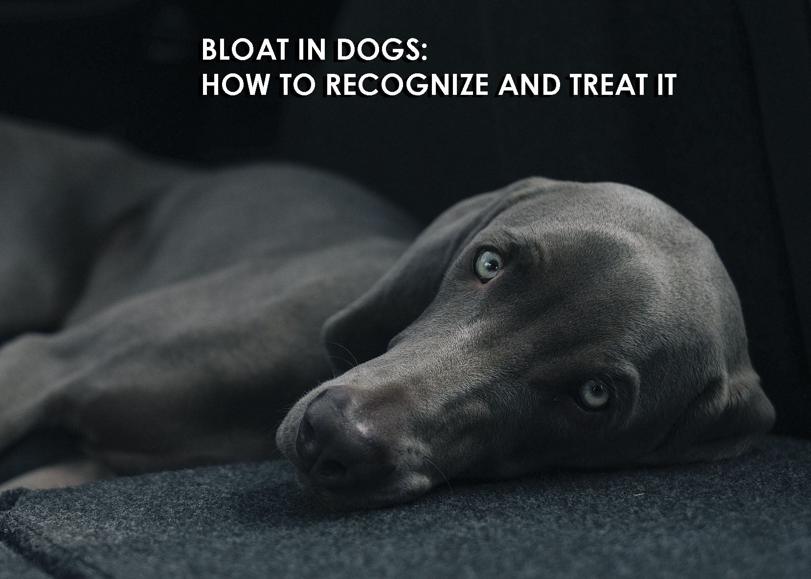 how long do symptoms of bloat last in dogs