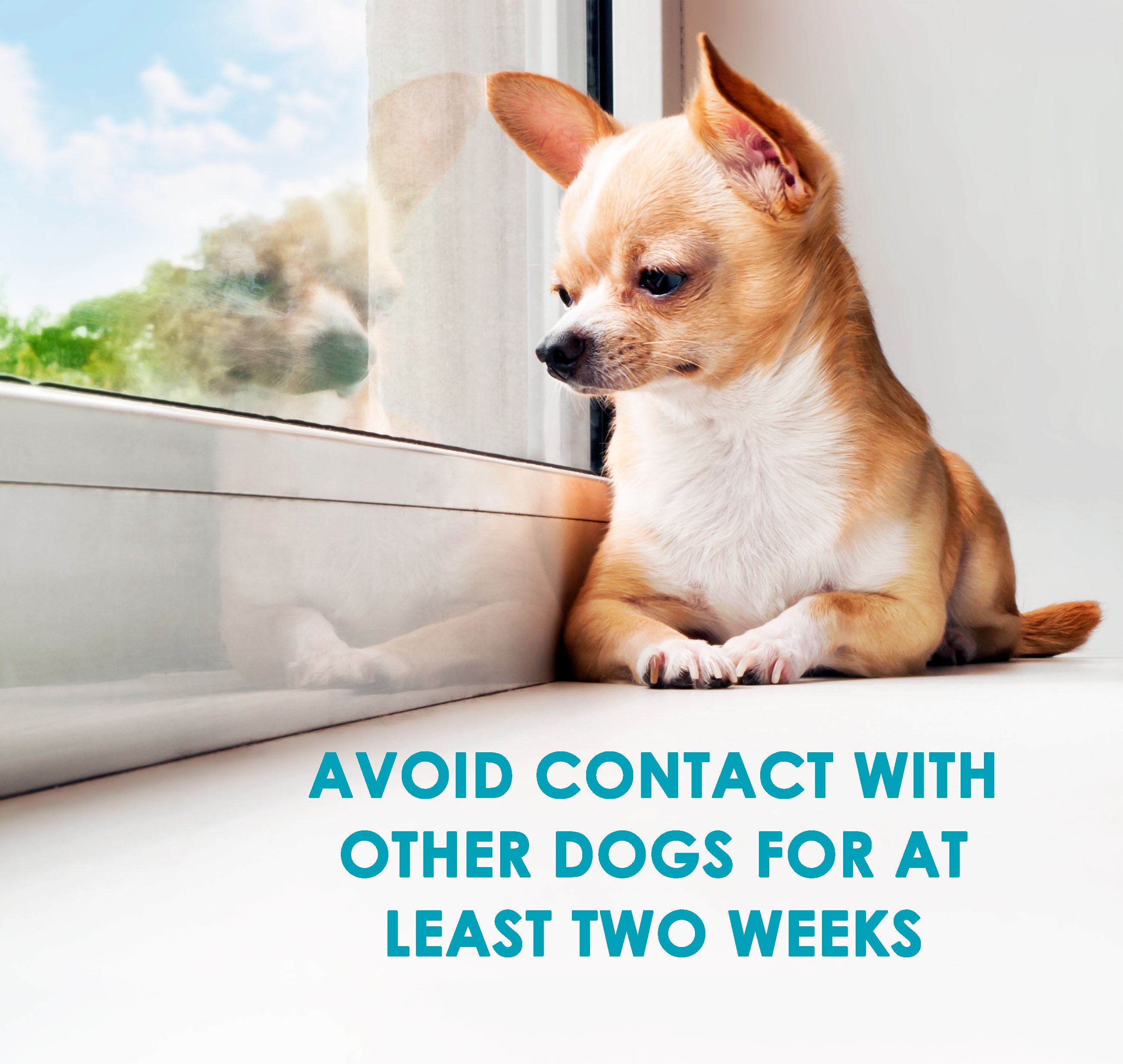 canine-influenza_avoid other dogs 