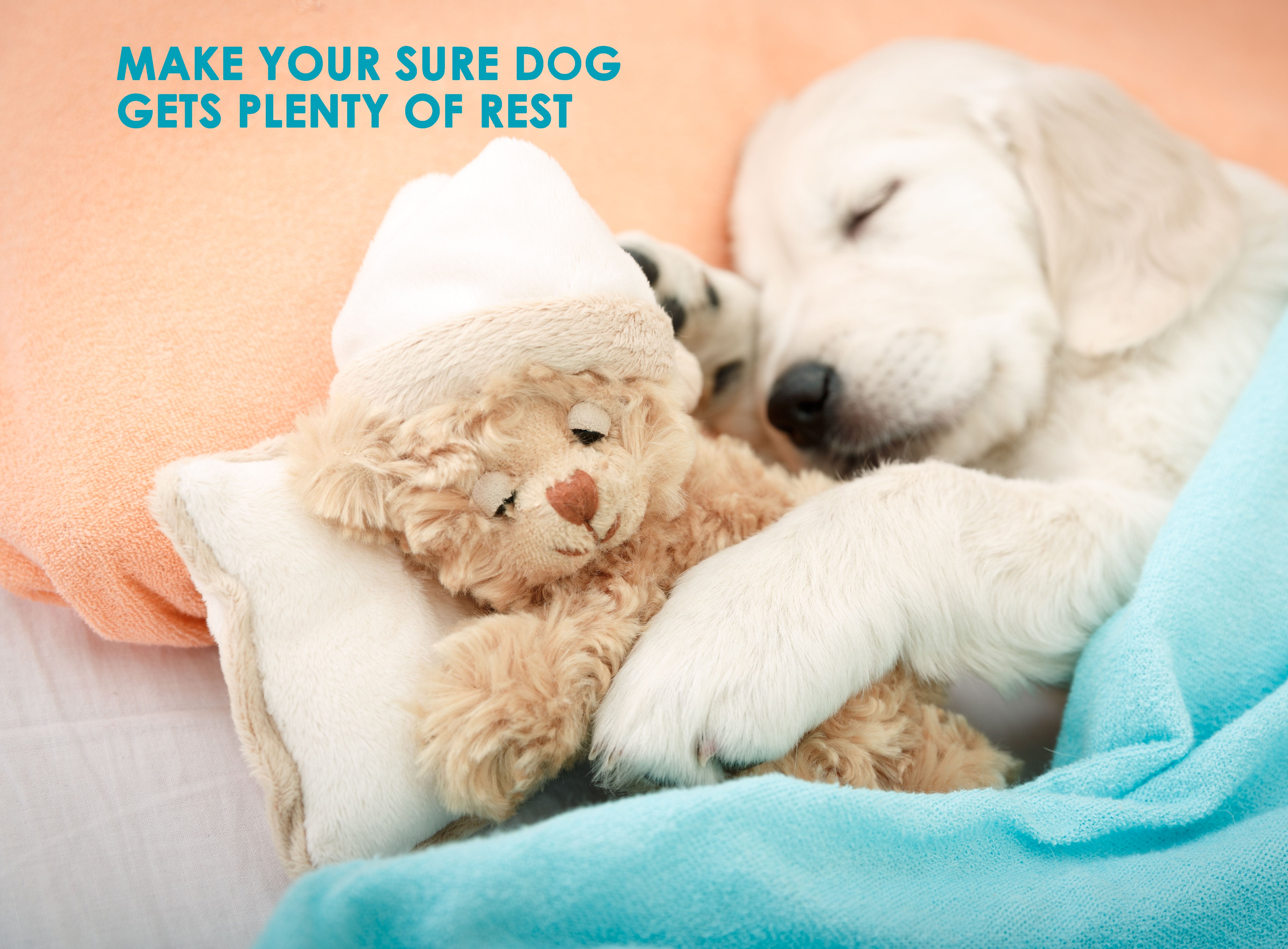 canine influenza_dog-resting