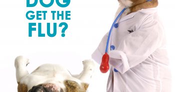 canine-influenza What you should know