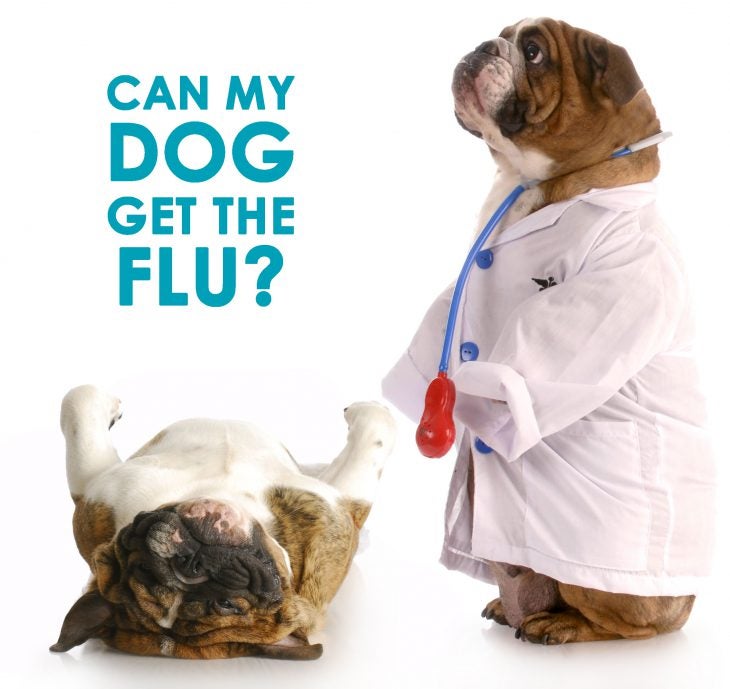 dog influenza vaccine