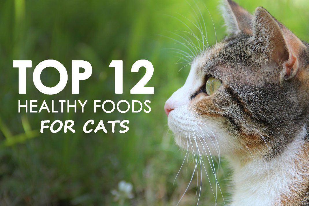 top 12 healthy foods for cats