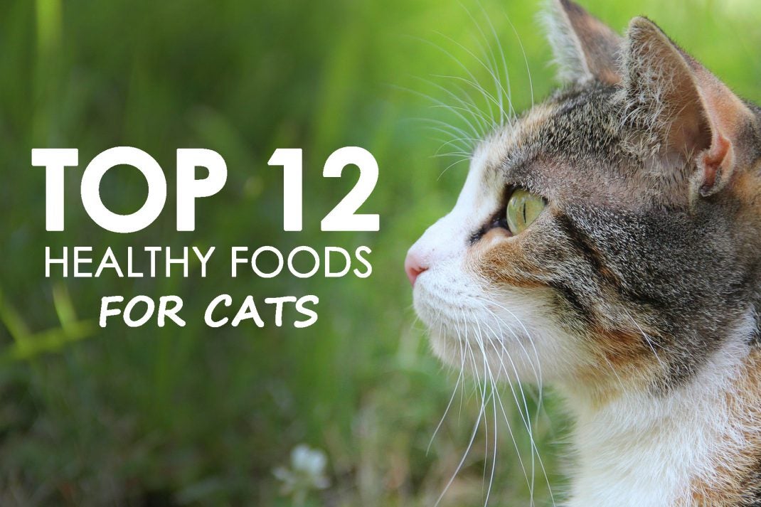 Top 12 Healthy Foods for Cats Allivet Pet Care Blog