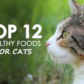 top 12 healthy foods for cats