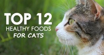 top 12 healthy foods for cats