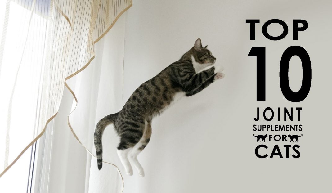 Top 10 Joint Supplements for Cats Allivet Pet Care Blog