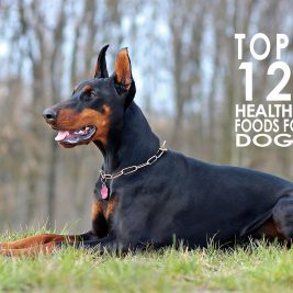 top 12 healthy foods for dogs