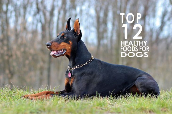 top 12 healthy foods for dogs