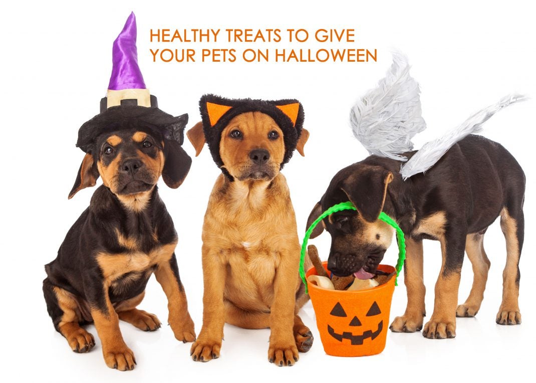 Healthy treats for pets